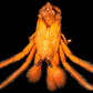 Spotted Orange Hermit Crab (Dardanus megistos) | Preserved Hermit Crab Specimen | Real Marine Crab