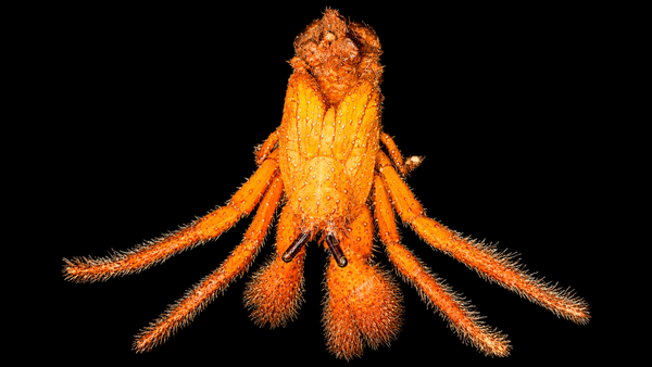 Spotted Orange Hermit Crab (Dardanus megistos) | Preserved Hermit Crab Specimen | Real Marine Crab