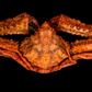 Squat Lobster (Munidopsis sp.) | Preserved Lobster Specimen | Real Deep-sea Squat Lobster