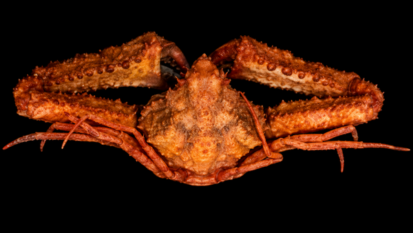 Squat Lobster (Munidopsis sp.) | Preserved Lobster Specimen | Real Deep-sea Squat Lobster