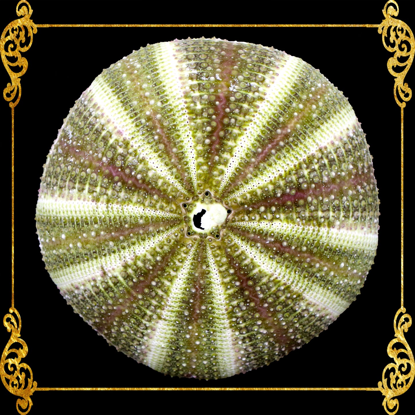 Sea Urchin Swake