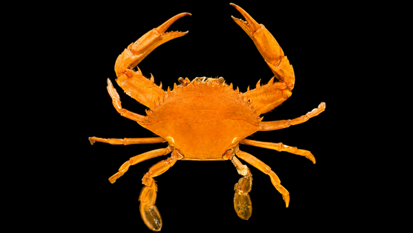 Swimming Crab (Charybdis miles) | Preserved Crab Specimen | Real Marine Swimming Crab