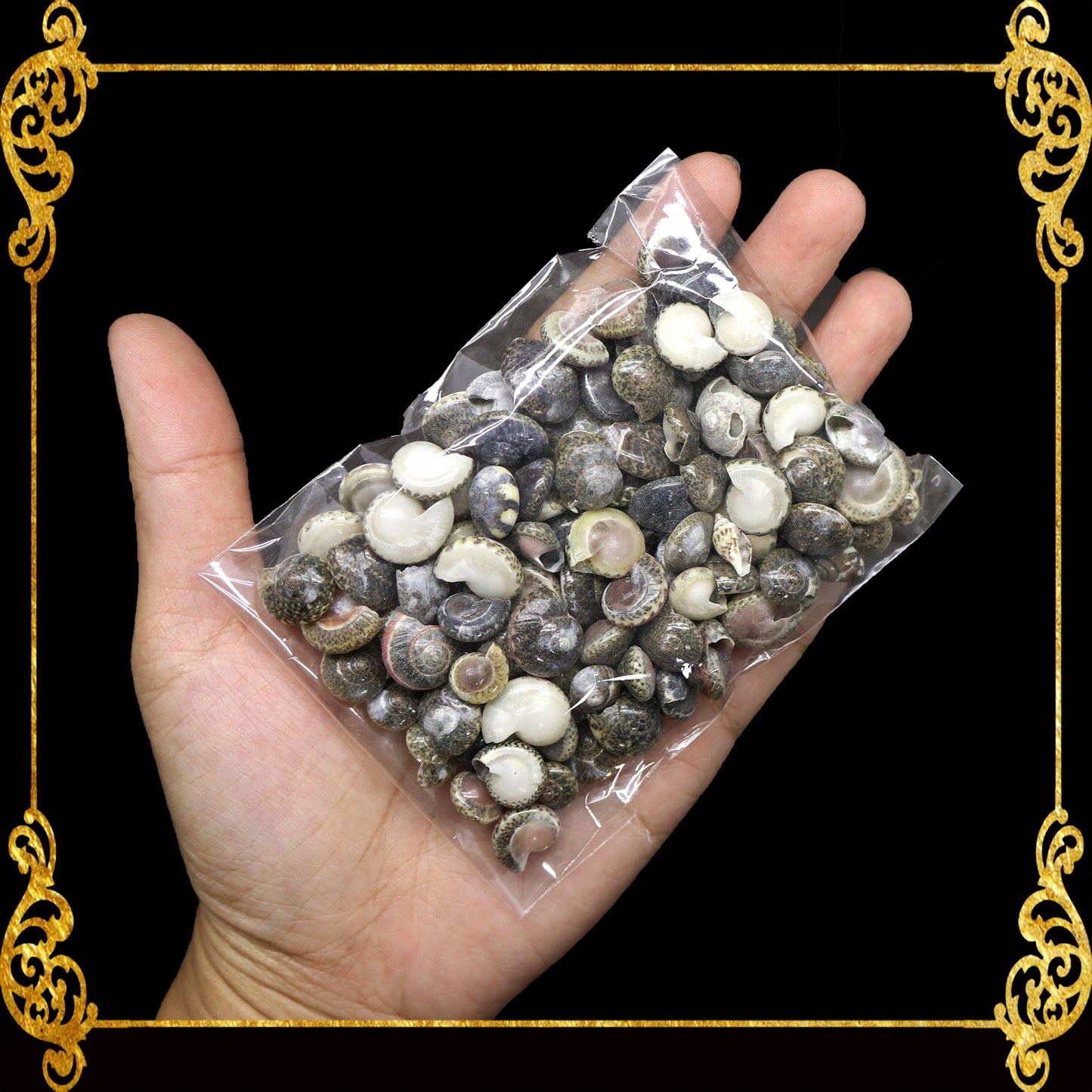 Tingi Pack | Value Pack | Sea Shells