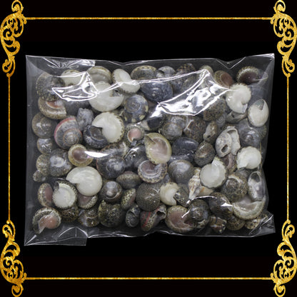Tingi Pack | Value Pack | Sea Shells