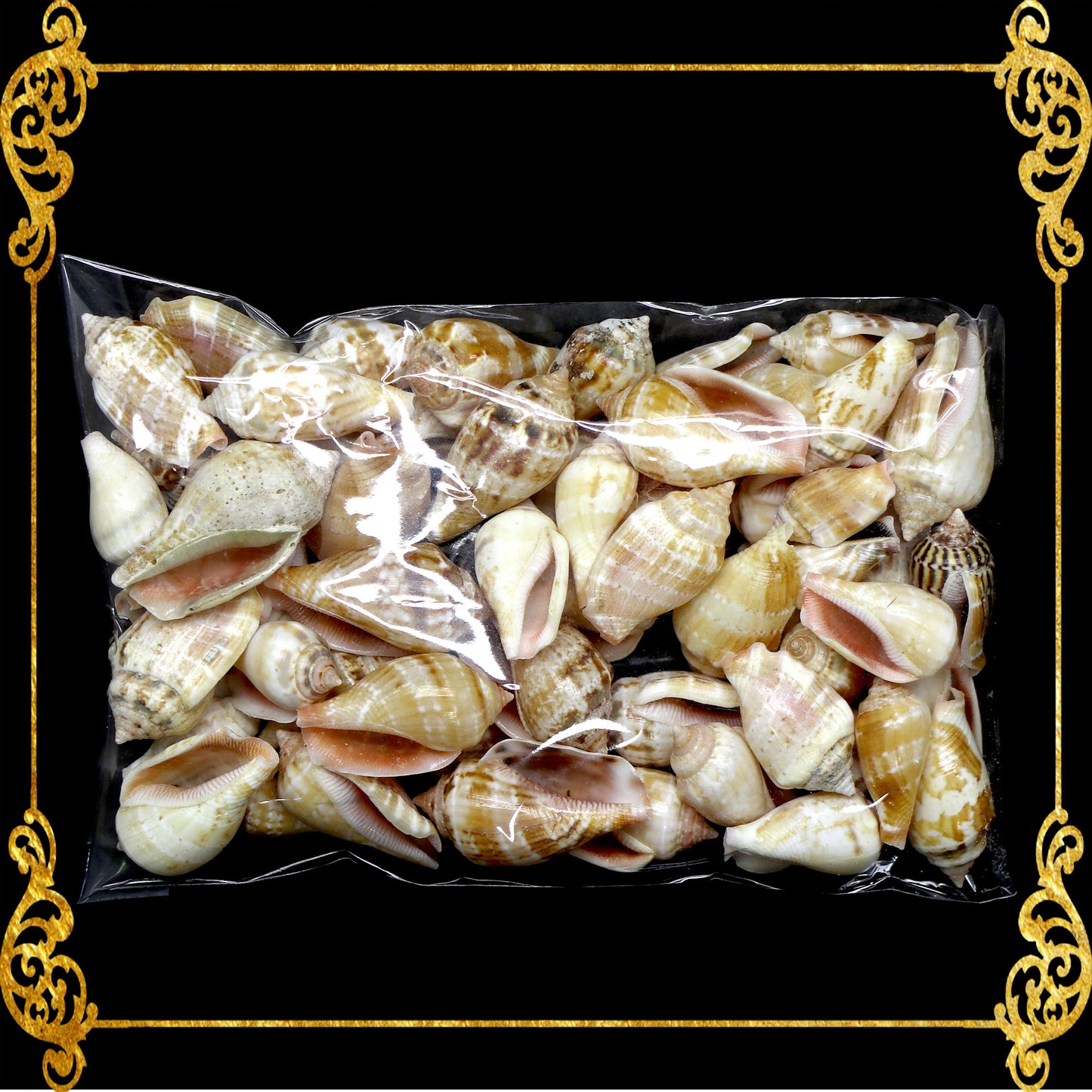 Tingi Pack | Value Pack | Sea Shells