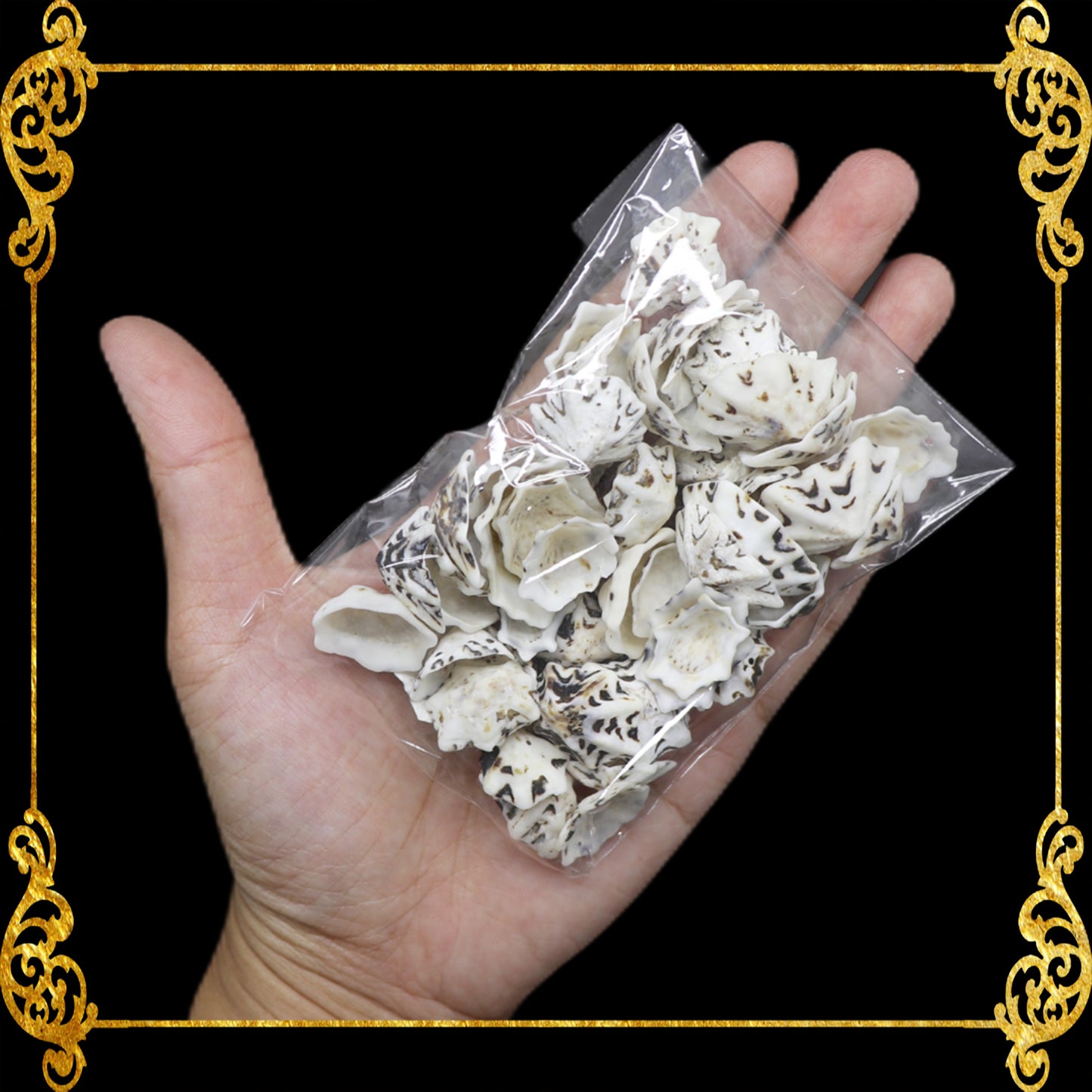Tingi Pack | Value Pack | Sea Shells