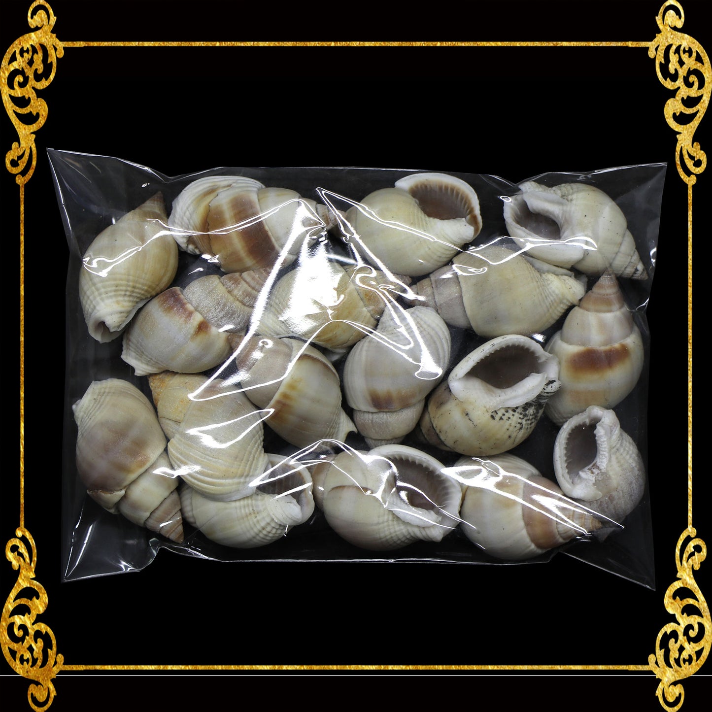 Tingi Pack | Value Pack | Sea Shells