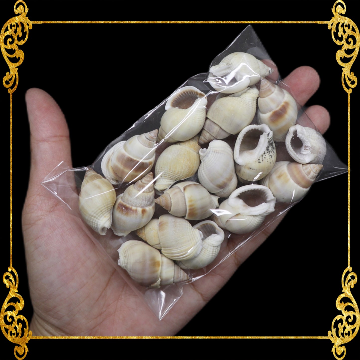 Tingi Pack | Value Pack | Sea Shells