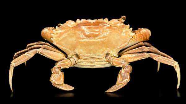 Toothed Rock Crab (Cancer bellianus) | Preserved Crab Specimen | Real Marine Crab