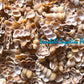 Cut Seashells | Tortilla | Side Cut | Screw Turritella