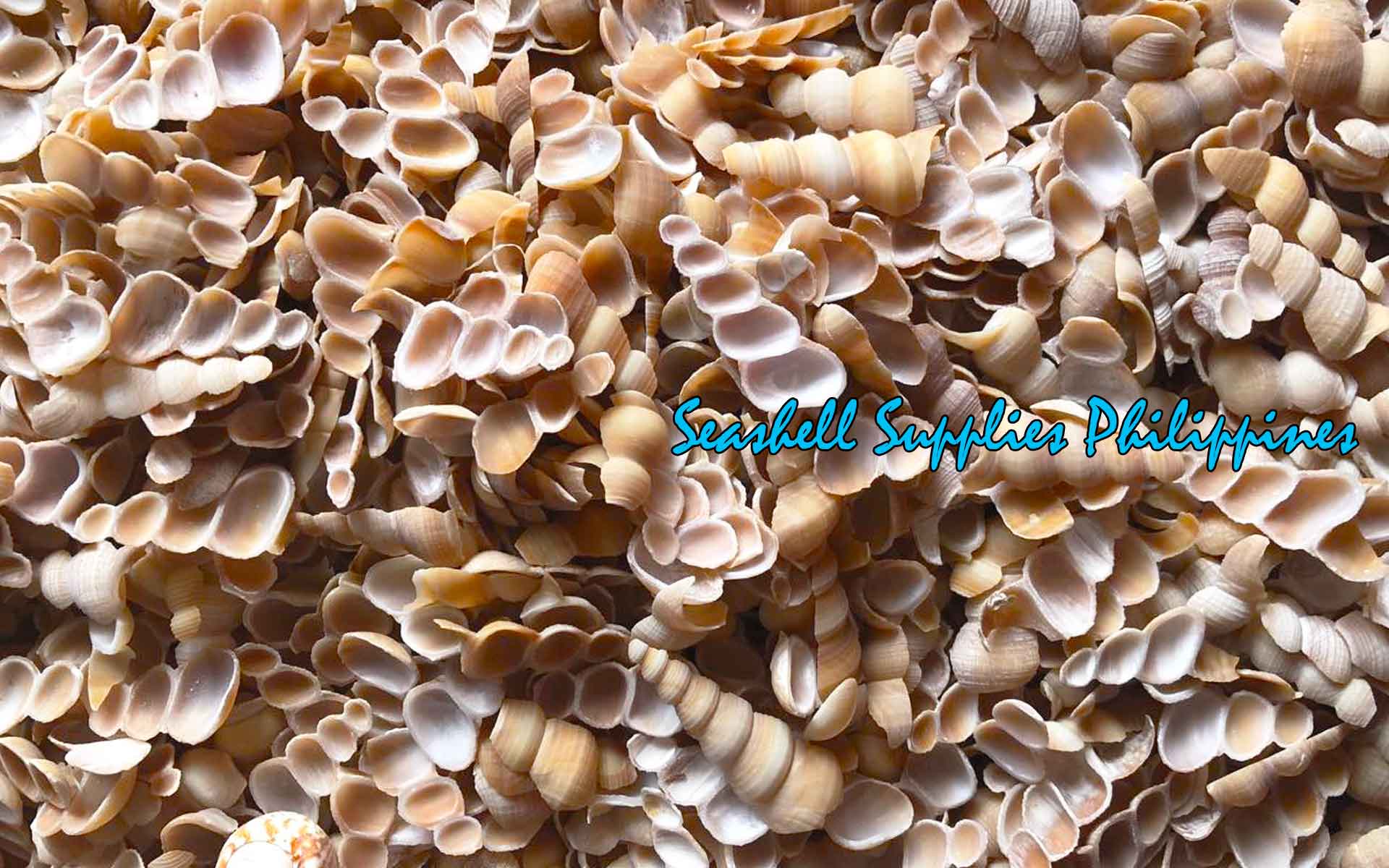 Cut Seashells | Tortilla | Side Cut | Screw Turritella