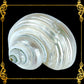 Turbo Green | Pearlized | Turbo Mamoratus | 1.5 - 3 Inches