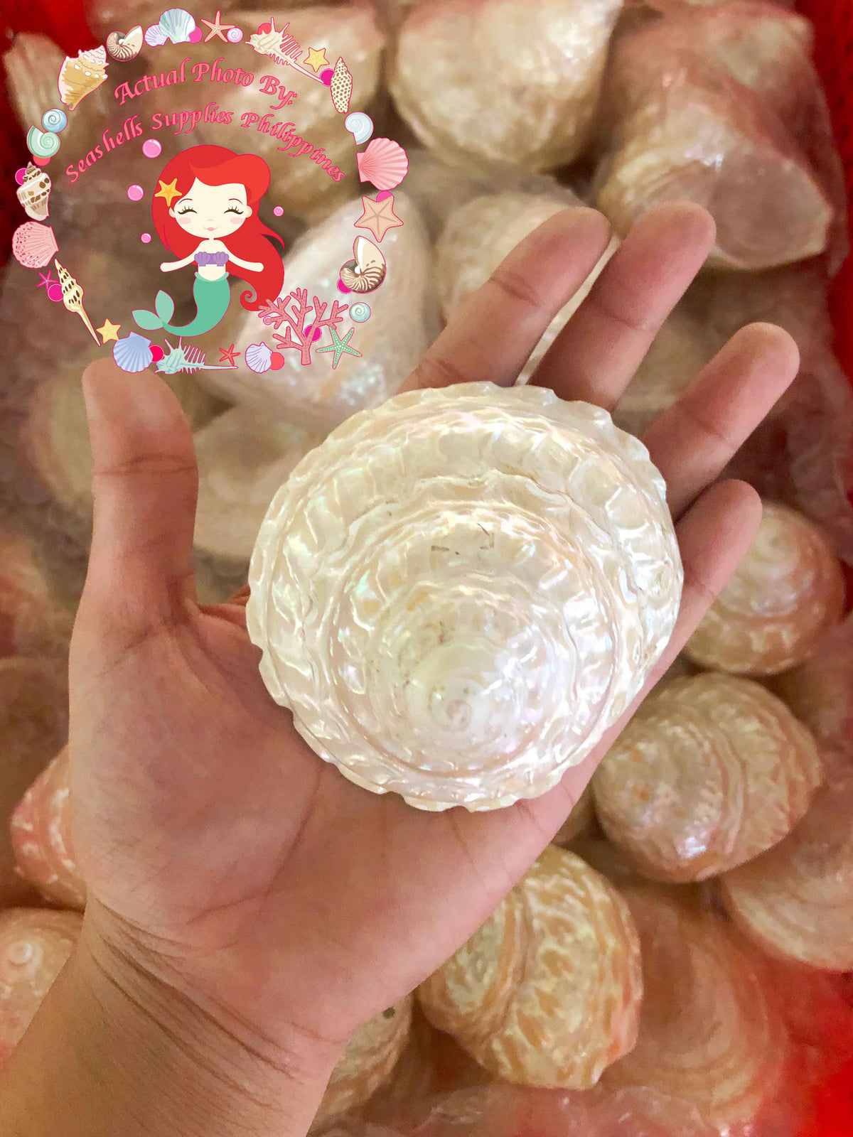 Turbo Undasa Pearlized | Carved Star | 3 - 5 Inches | Large