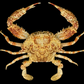 Two-horned Box Crab (Calappa bicornis) | Preserved Crab Specimen | Real Bicorn Box Crab