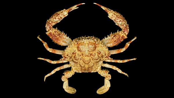 Two-horned Box Crab (Calappa bicornis) | Preserved Crab Specimen | Real Bicorn Box Crab