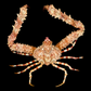 Variable Elbow Crab (Rhinolambrus contrarius) | Preserved Crab Specimen | Real Marine Crab