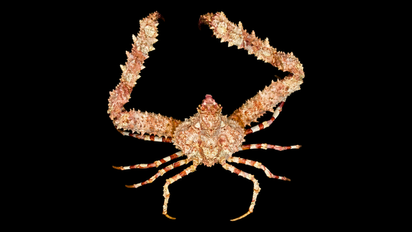 Variable Elbow Crab (Rhinolambrus contrarius) | Preserved Crab Specimen | Real Marine Crab
