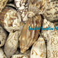 Voluta Vespertillo | Cymbiola Imperialis | Brown