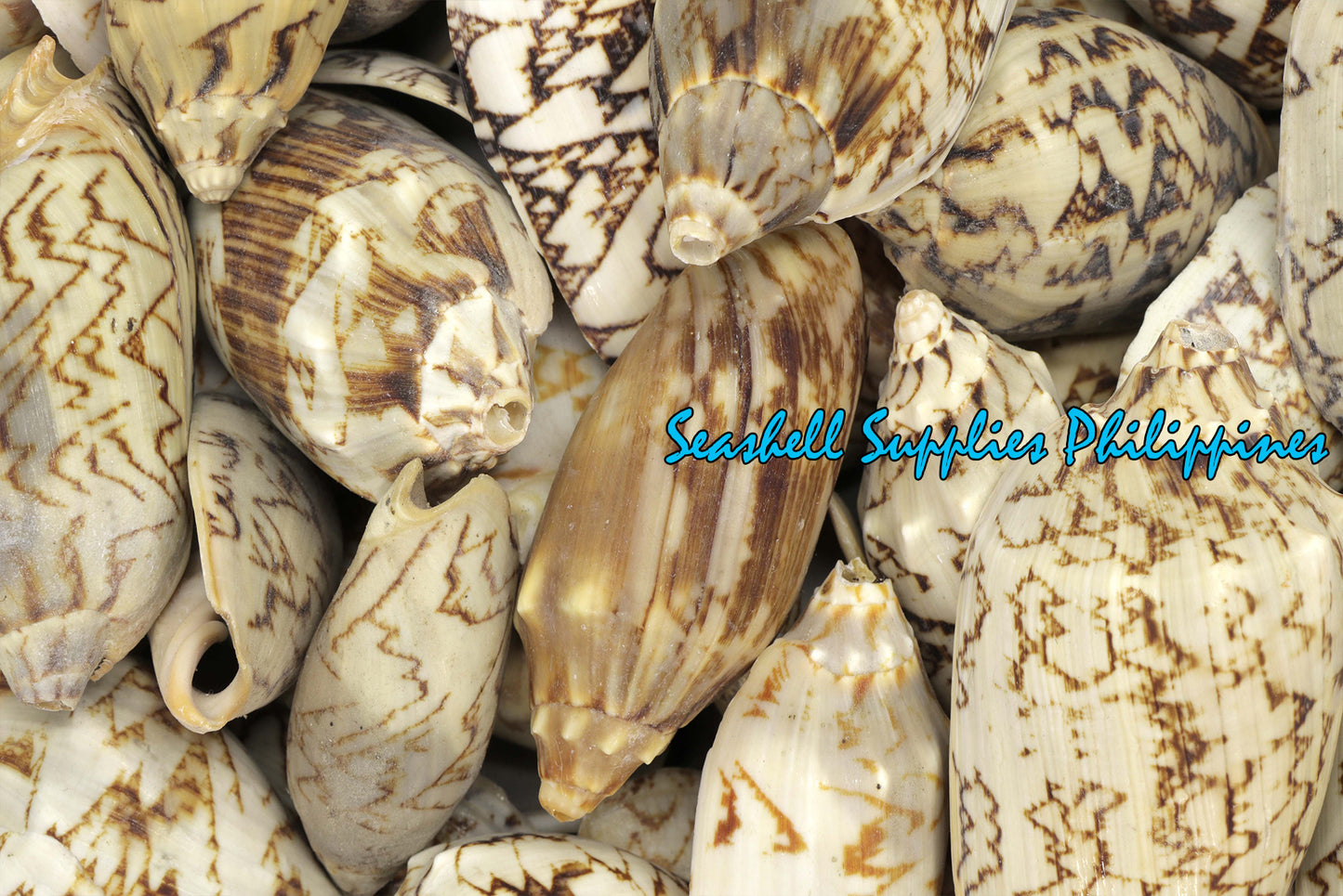 Voluta Vespertillo | Cymbiola Imperialis | Brown