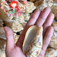 Voluta Vespertillo | Cymbiola Imperialis | Brown