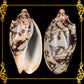 Voluta Vespertillo | Cymbiola Imperialis | Brown