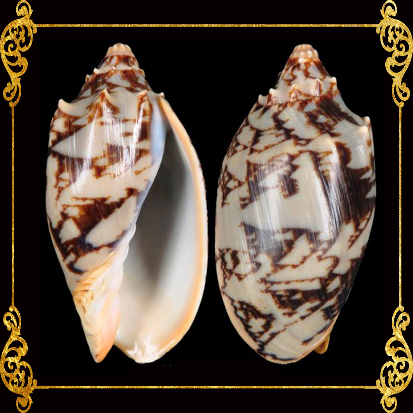 Voluta Vespertillo | Cymbiola Imperialis | Brown