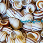 Snail | White Round | Stripe Camiguin | 1 - 1.5 Inches