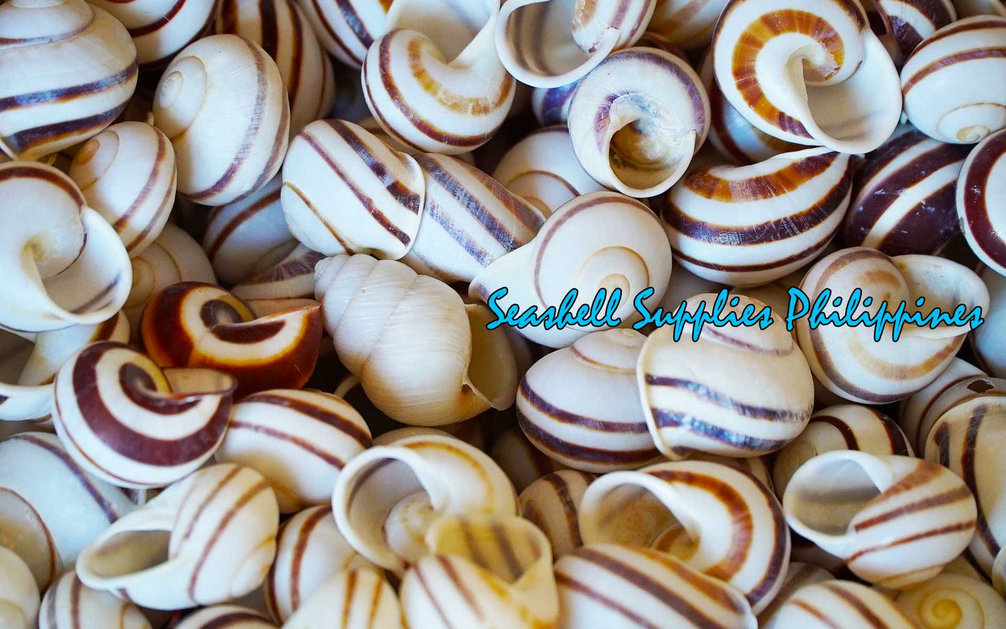 Snail | White Round | Stripe Camiguin | 1 - 1.5 Inches