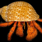 White-spotted Hermit Crab (Dardanus megistos) | Preserved Hermit Crab Specimen | Real Giant Hermit Crab
