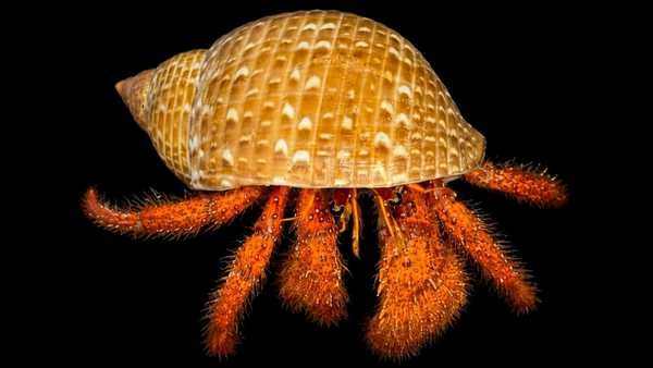White-spotted Hermit Crab (Dardanus megistos) | Preserved Hermit Crab Specimen | Real Giant Hermit Crab
