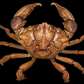 Xanthid Crab (Demania cf. cultripes) | Preserved Crab Specimen | Real Rubble Crab