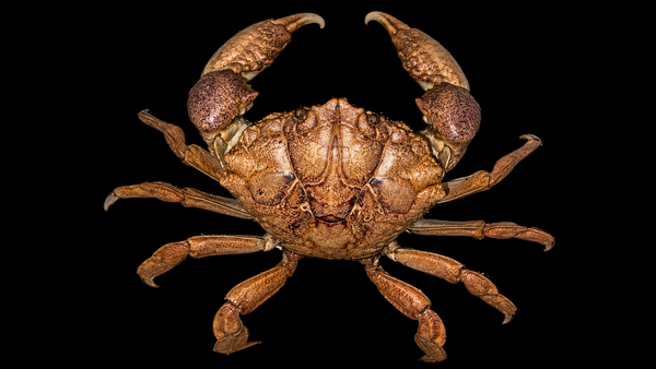Xanthid Crab (Demania cf. cultripes) | Preserved Crab Specimen | Real Rubble Crab