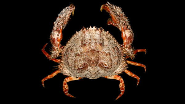Yellow Crab (Metacarcinus anthonyi) | Preserved Crab Specimen | Real Marine Crab