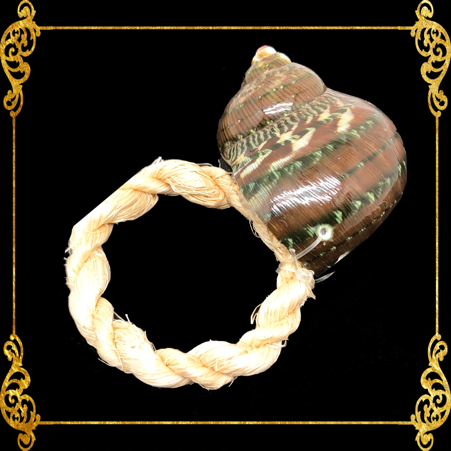 Napkin Ring - Turbo Petholatus - Natural