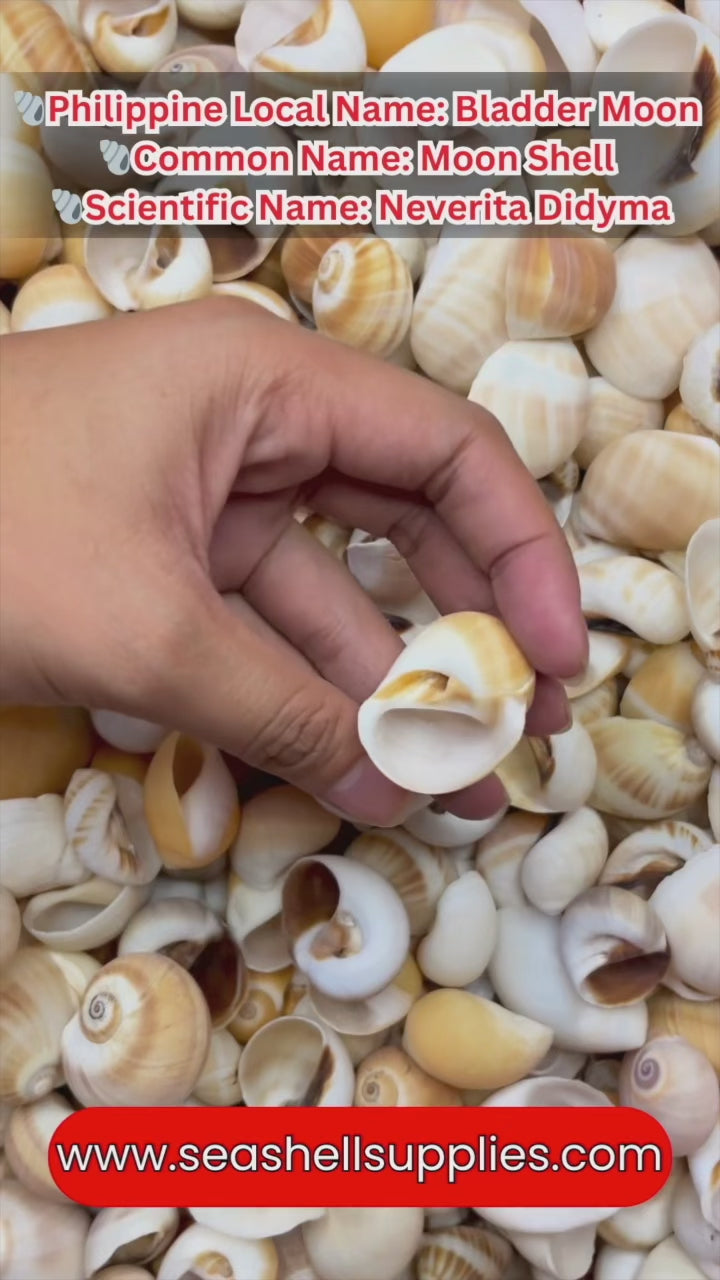 Bladder Moon | Neverita Didyma | 1 - 4 Inches