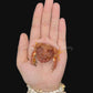Leucosiid Crab | Preserved Crab Specimen | Real Marine Crab