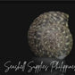 Batad | Button Top Shell | Umbonium Vestiarium Seashell