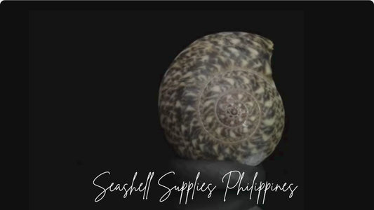 Batad | Button Top Shell | Umbonium Vestiarium Seashell