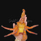 Hermit Crab (Pagurus sinuatus) | Preserved Crab Specimen | Real Marine Hermit Crab