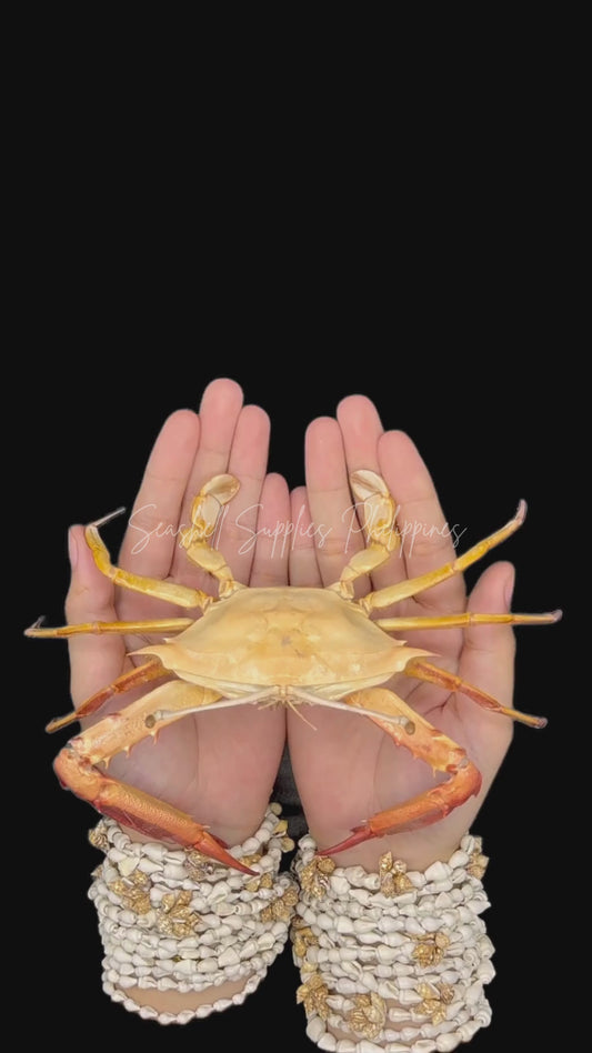 Blunt-tooth Swimming Crab (Callinectes bocourti) | Preserved Crab Specimen | Real Marine Crab