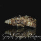 Aluco | Nodular Cerith | Cerithium Nodulosum Sea Shells