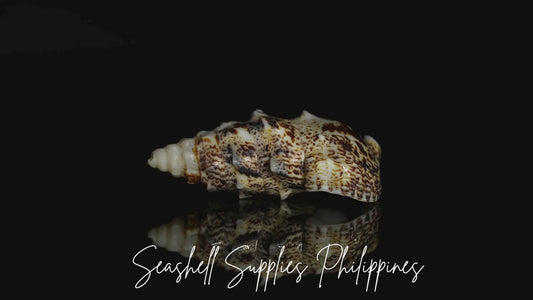 Aluco | Nodular Cerith | Cerithium Nodulosum Sea Shells