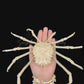 Contracted Crab (Hyas coarctatus) | Preserved Crab Specimen | Real Marine Crab