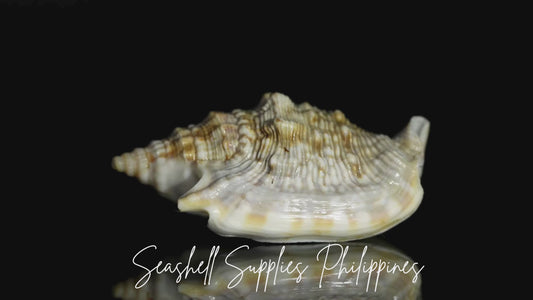 Aurisdianae | Diana Conch | Strombus Aurisdianae