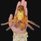 Spotted Orange Hermit Crab (Dardanus megistos) | Preserved Hermit Crab Specimen | Real Marine Crab