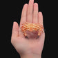 Lumpy Rock Crab (Euxanthus exsculptus) | Preserved Crab Specimen | Real Gorilla Crab