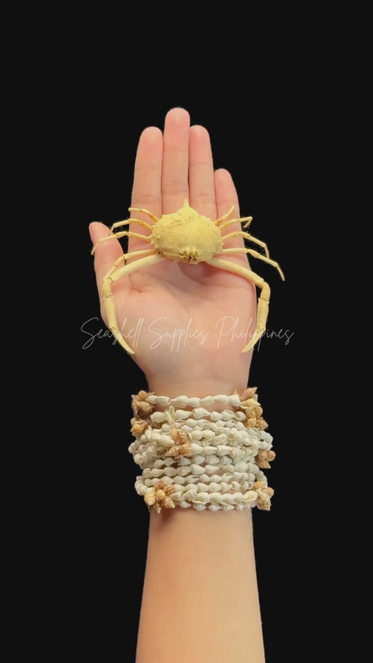 Box Crab (Randallia eburnea) | Preserved Crab Specimen | Real Marine Crab