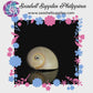 Bladder Moon | Neverita Didyma | 1 - 4 Inches