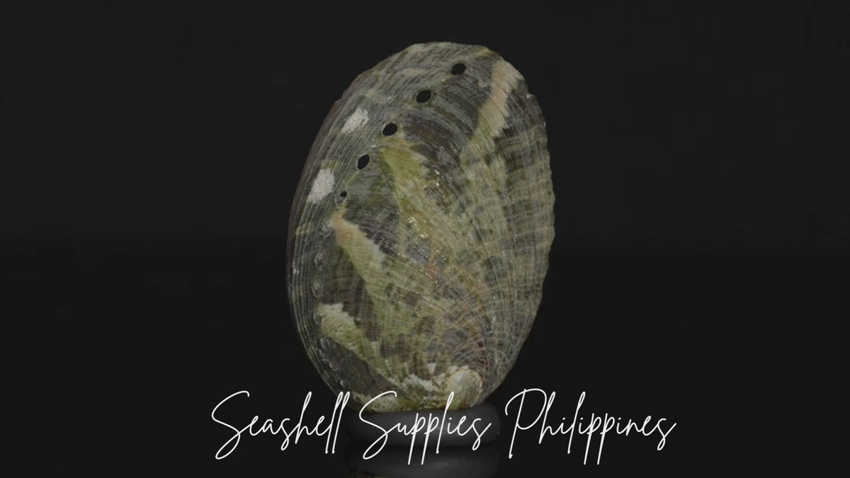 Abalone | Glistening Abalone | Short Sea Shells