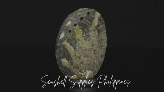 Abalone | Glistening Abalone | Short Sea Shells